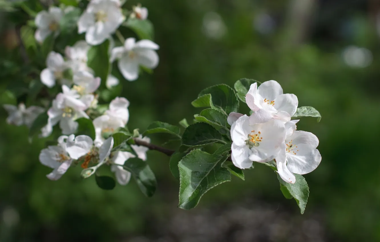 Photo wallpaper branches, spring, Apple