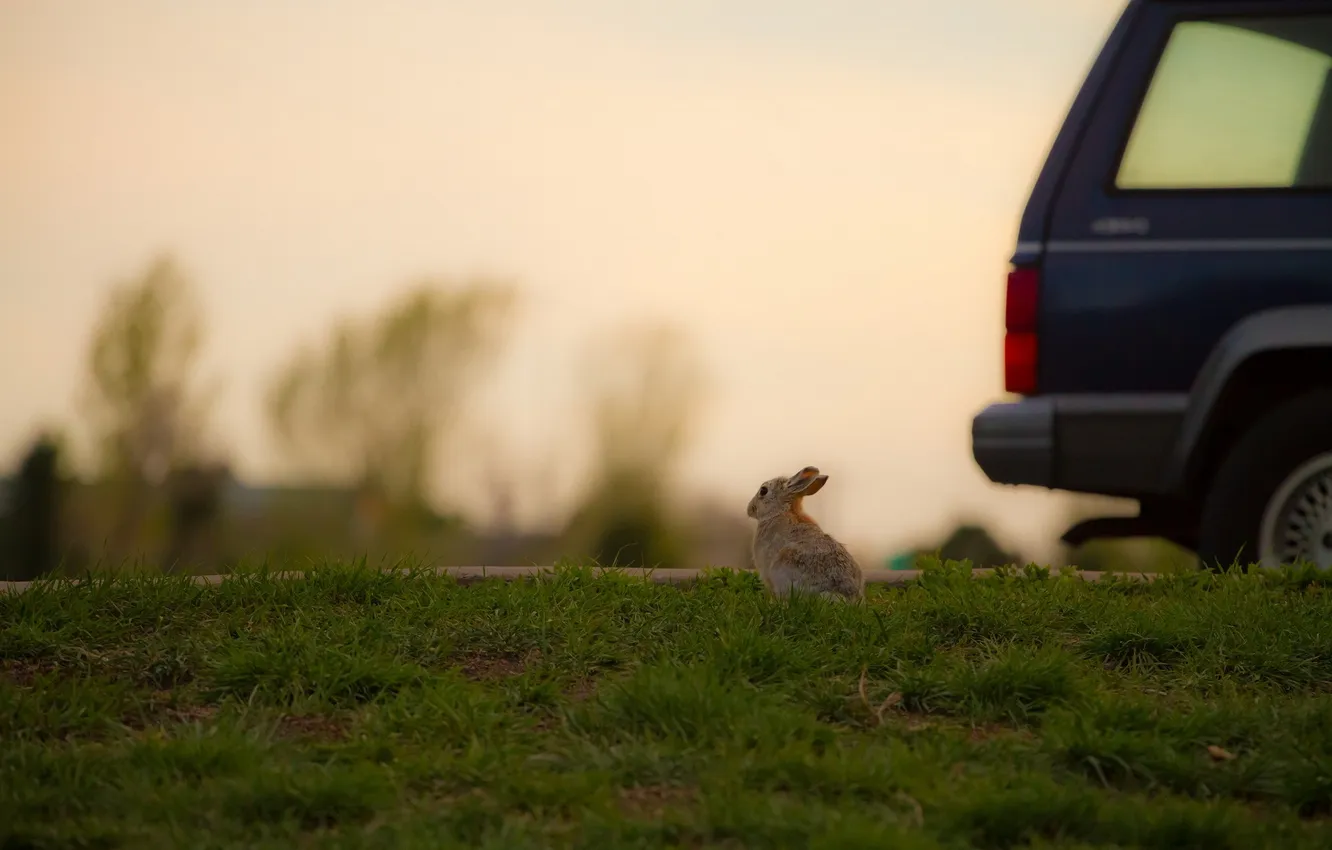 Photo wallpaper road, machine, hare