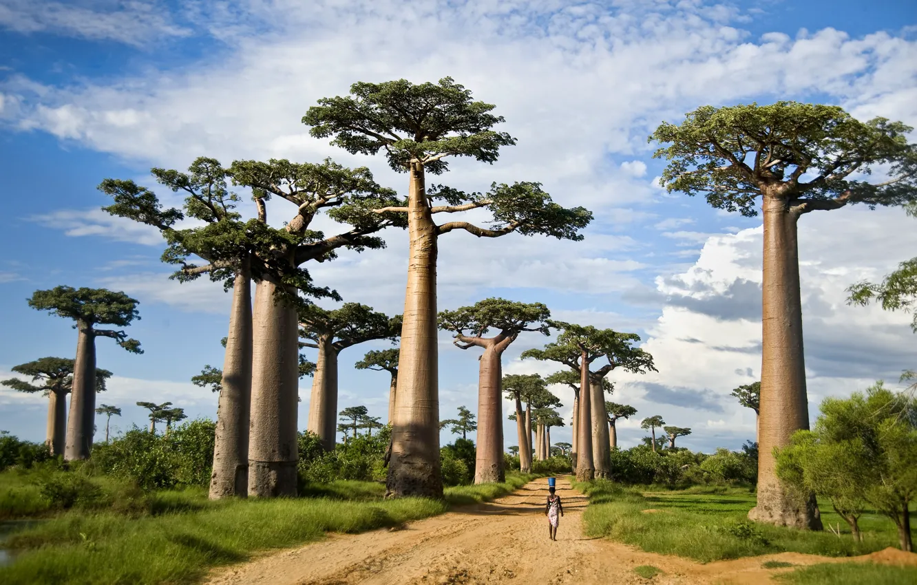 Photo wallpaper trees, Madagascar, Baobab Alley
