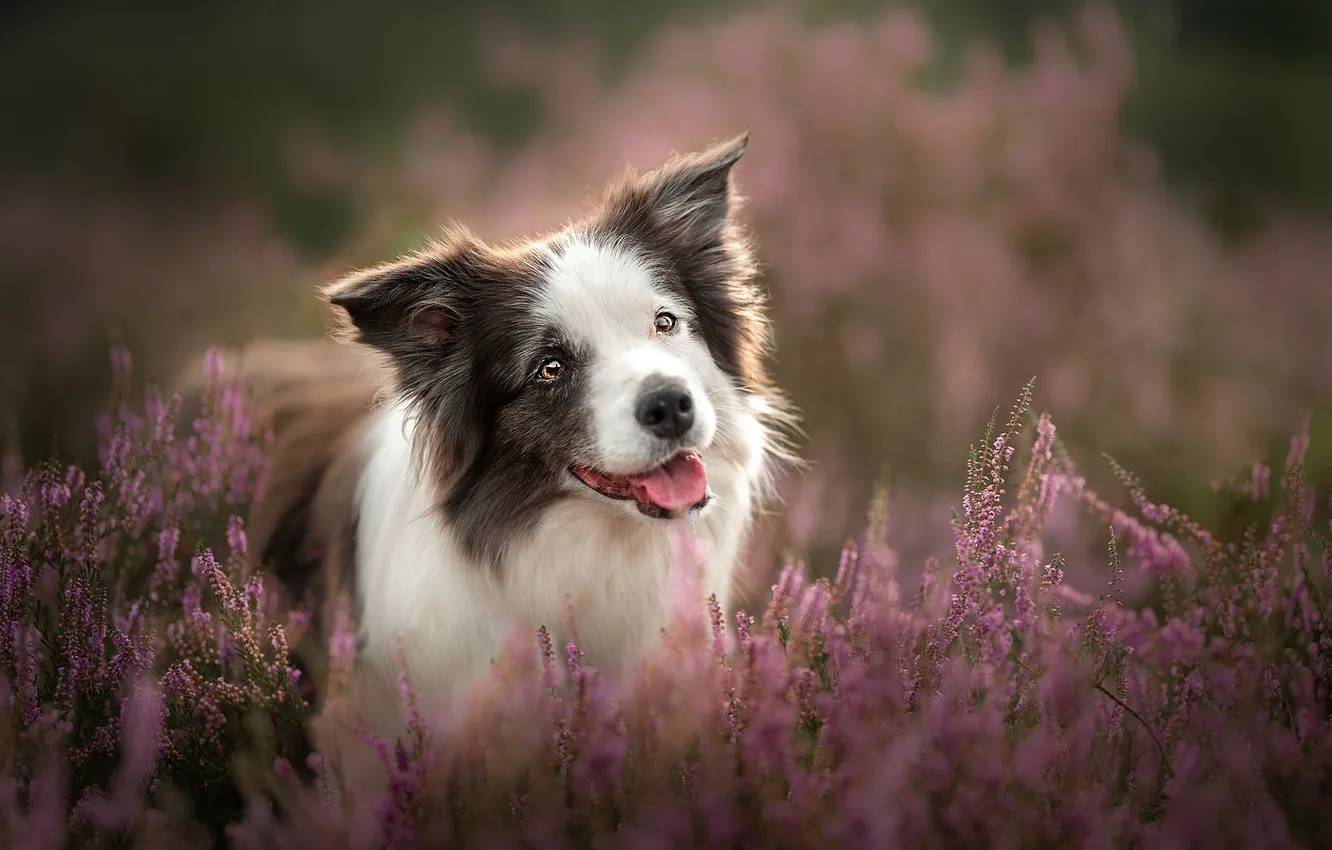 Photo wallpaper face, dog, Heather, The border collie