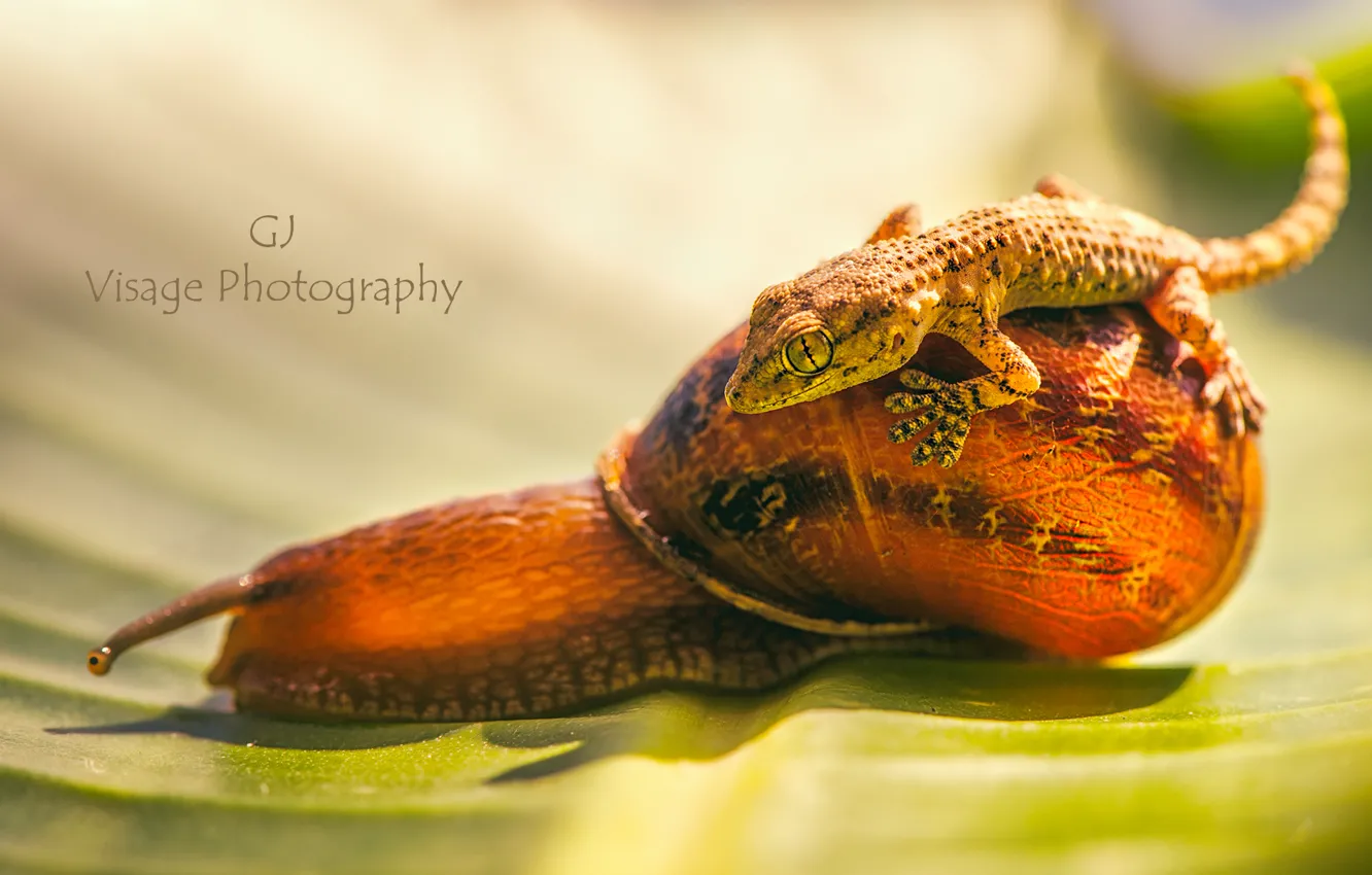 Photo wallpaper nature, snail, Gecko, by GJ-Vernon