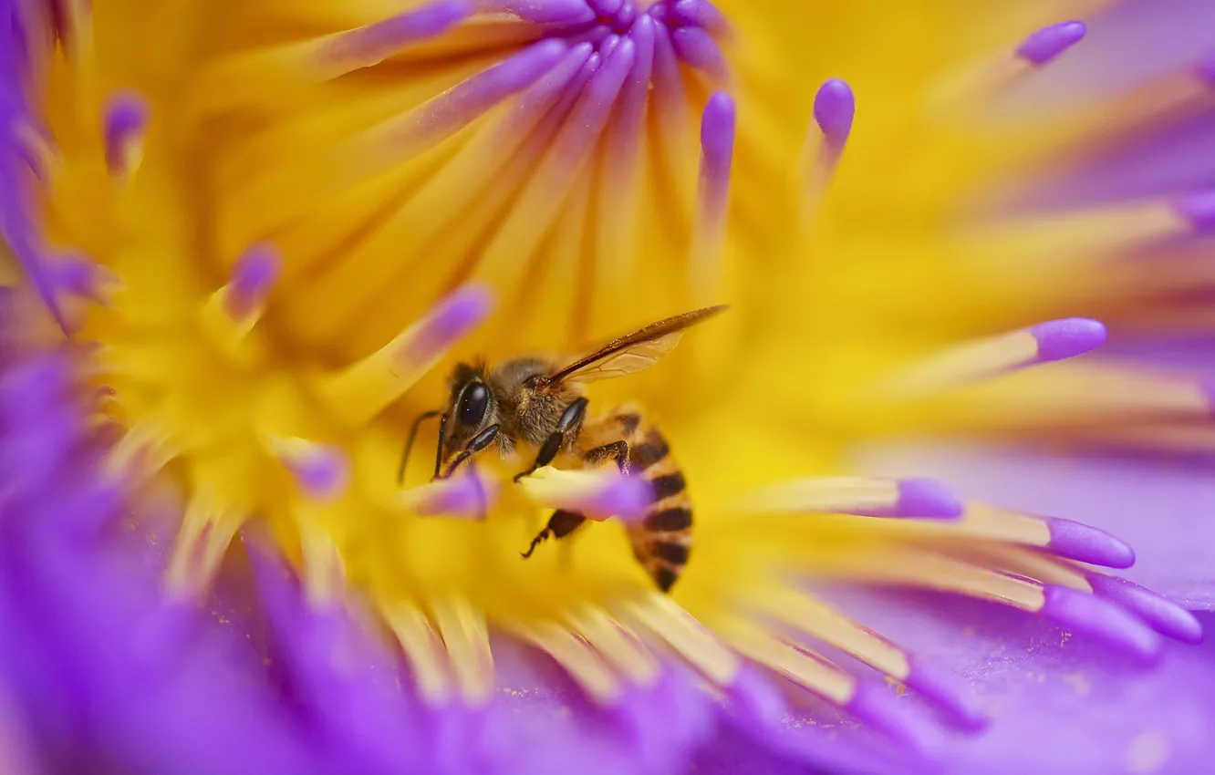Photo wallpaper flower, bee, plant, petals, insect