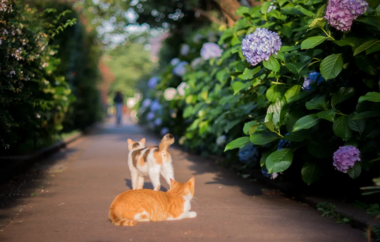 Photo wallpaper Japan, hydrangea, on the road, two cats