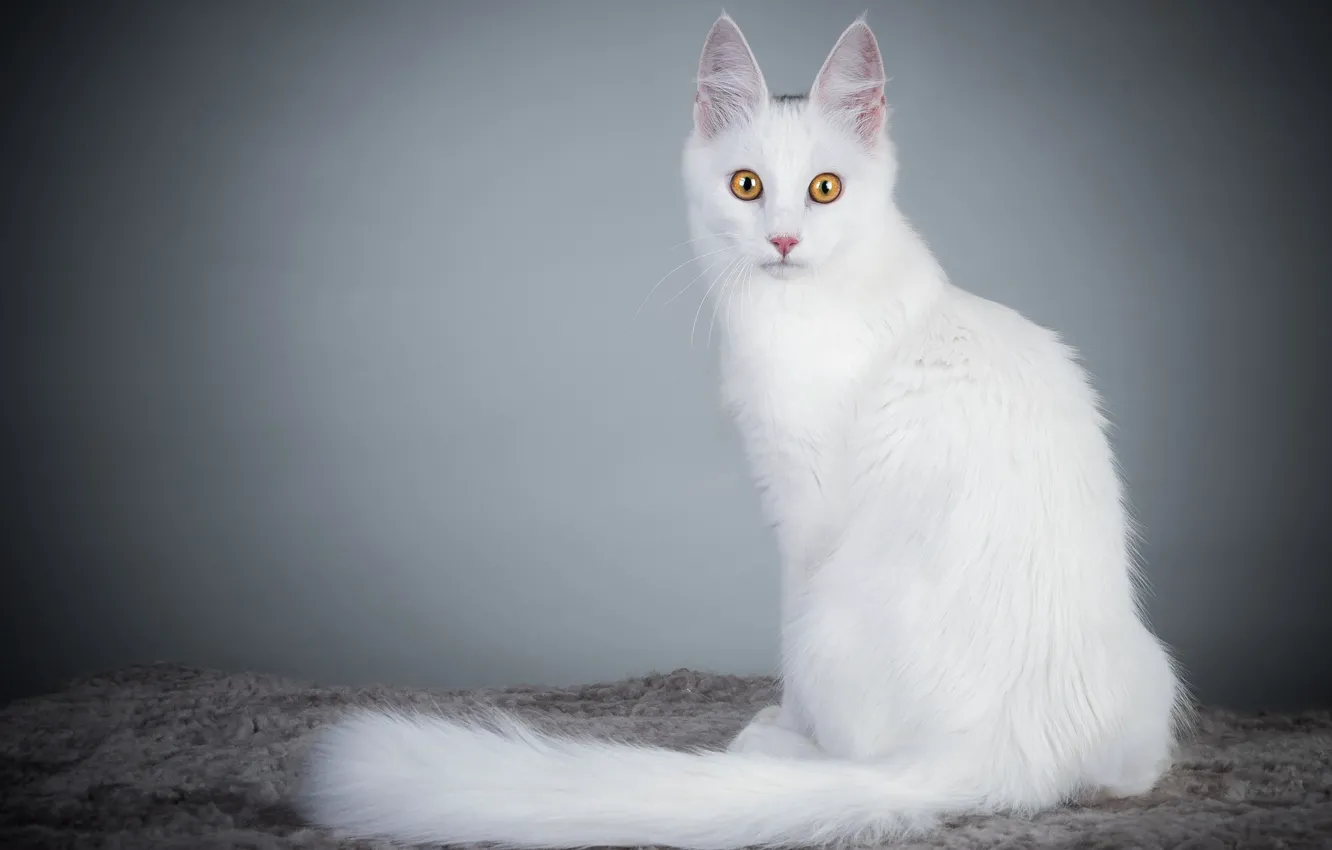 Photo wallpaper cat, look, background, white, Angora cat