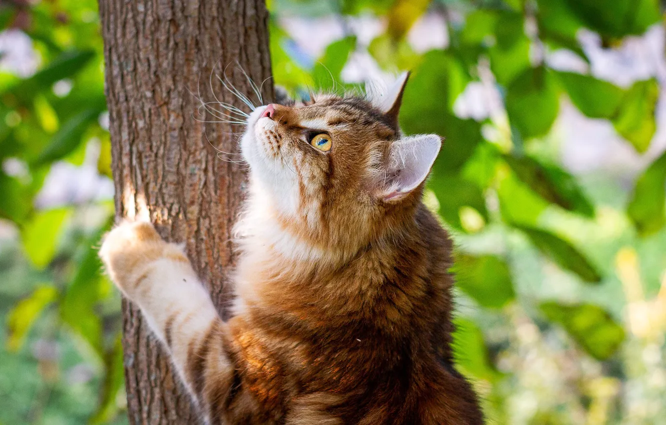 Photo wallpaper greens, cat, cat, look, face, nature, tree, foliage