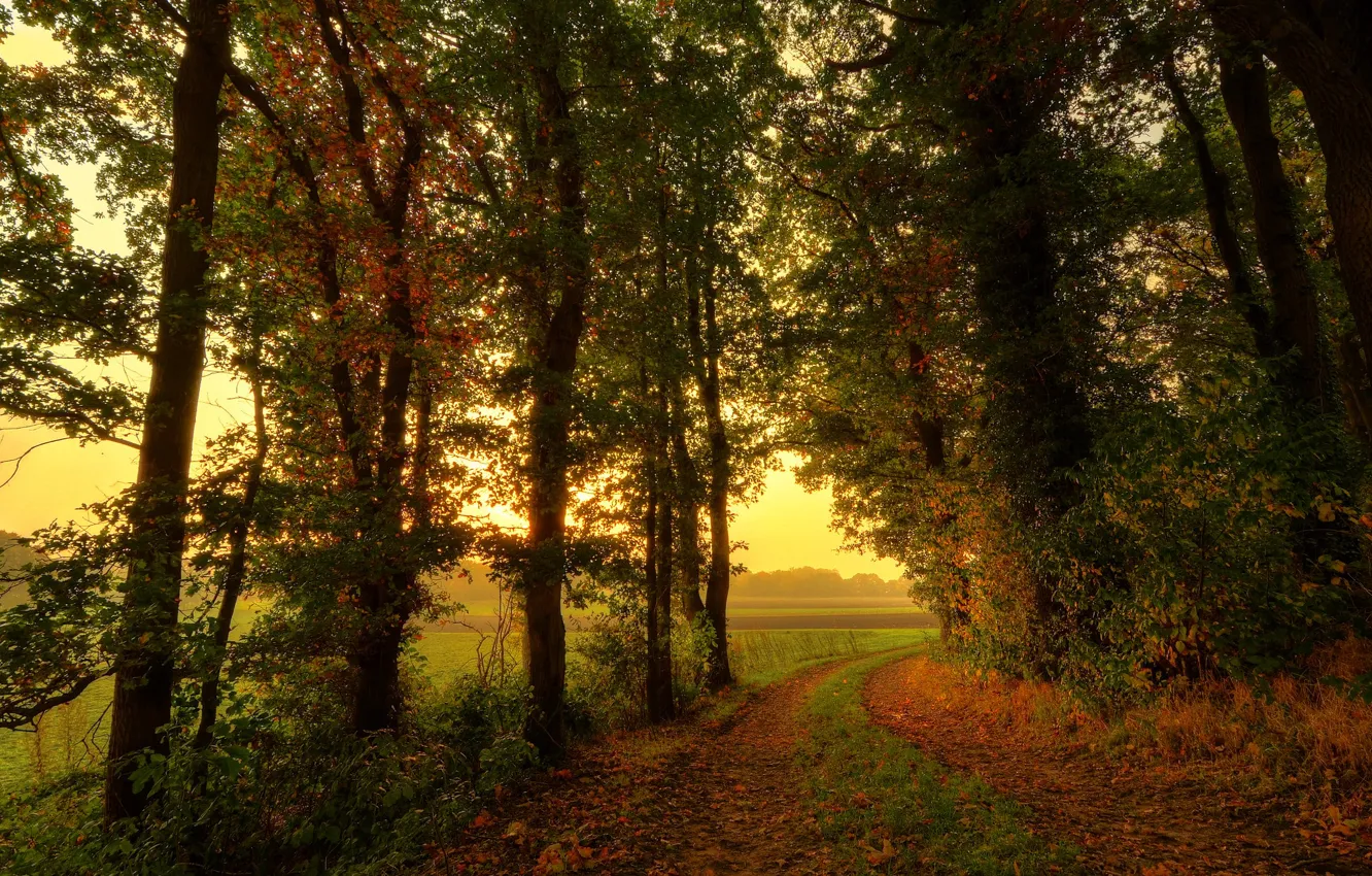Photo wallpaper road, field, autumn, forest, trees, nature