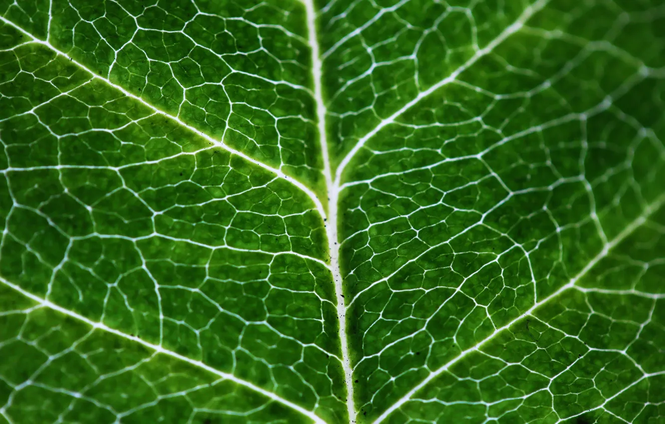 Photo wallpaper greens, leaves, macro