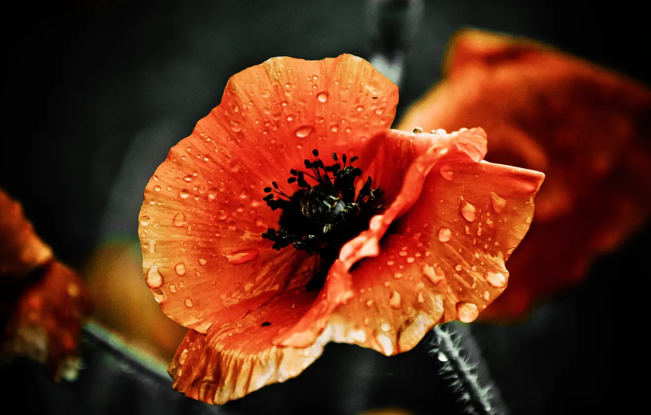 Photo wallpaper drops, Mac, petals