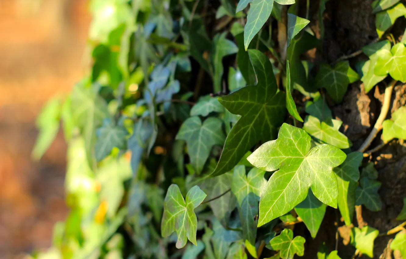 Photo wallpaper green, leaf, plant