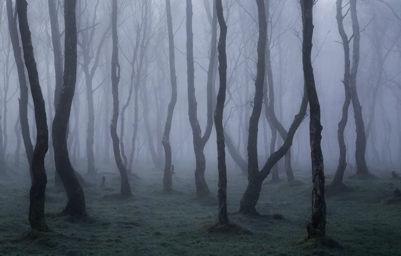 Photo wallpaper forest, trees, nature, fog, England, England, national Park Peak district, Peak District National Park
