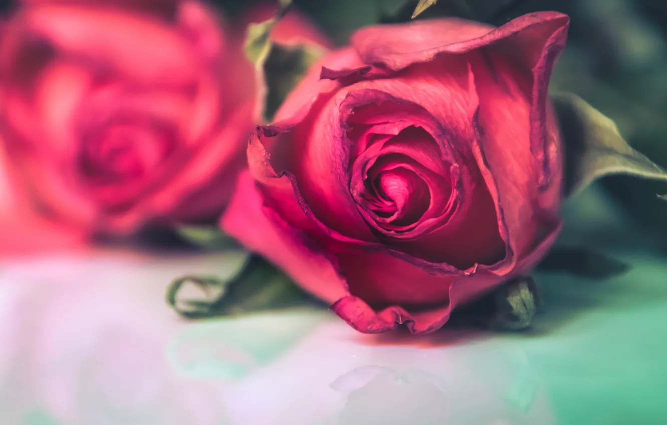 Photo wallpaper flowers, background, roses, blur, red, buds, lie
