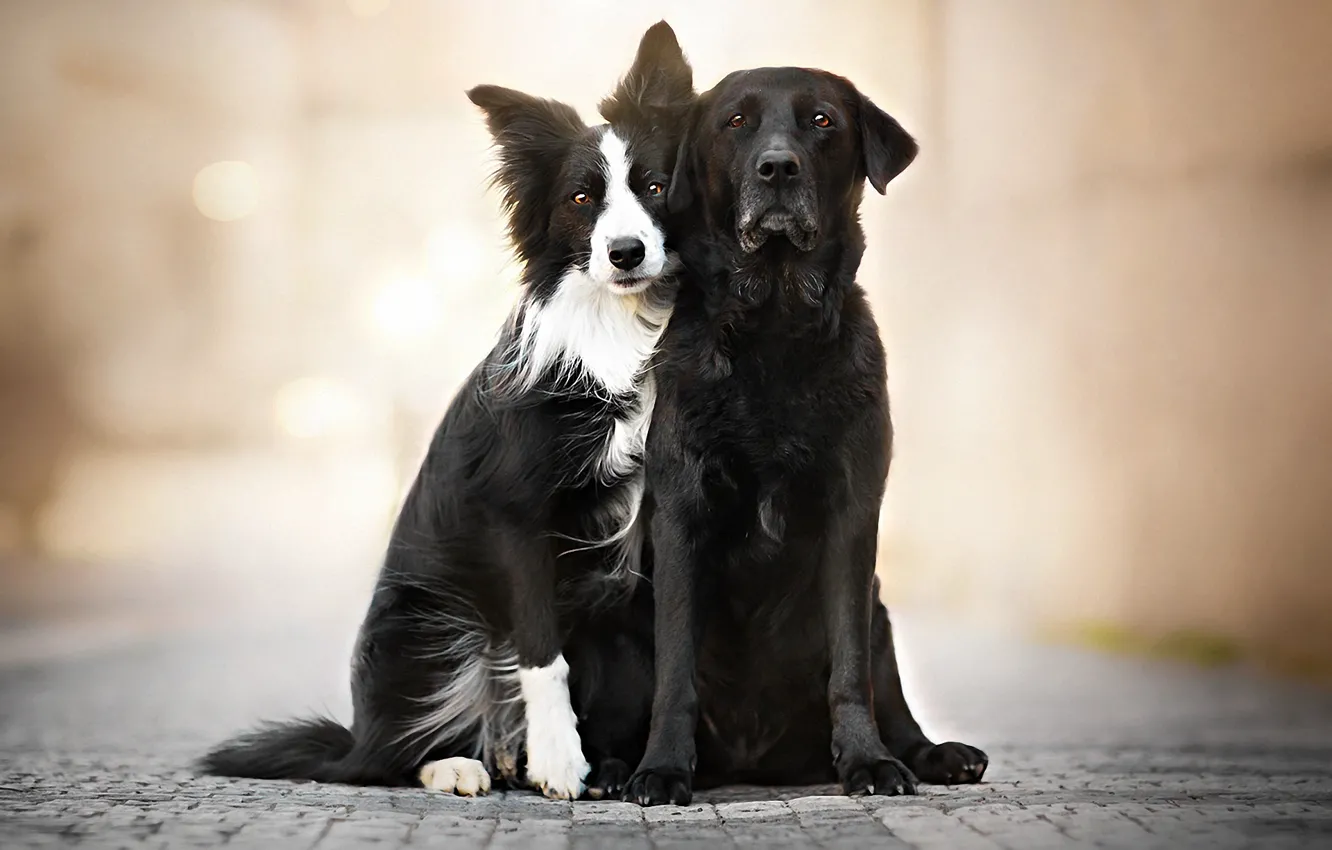 Photo wallpaper the city, street, spring, Prague, Labrador, bokeh, the border collie