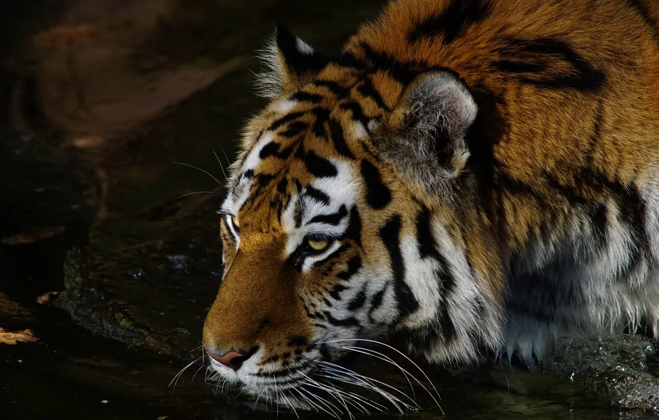 Photo wallpaper look, face, water, night, tiger, pose, darkness, the dark background
