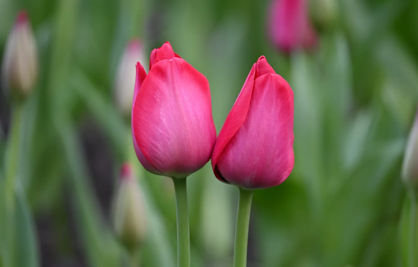 Photo wallpaper flowers, spring, garden, tulips, pink, a couple, buds