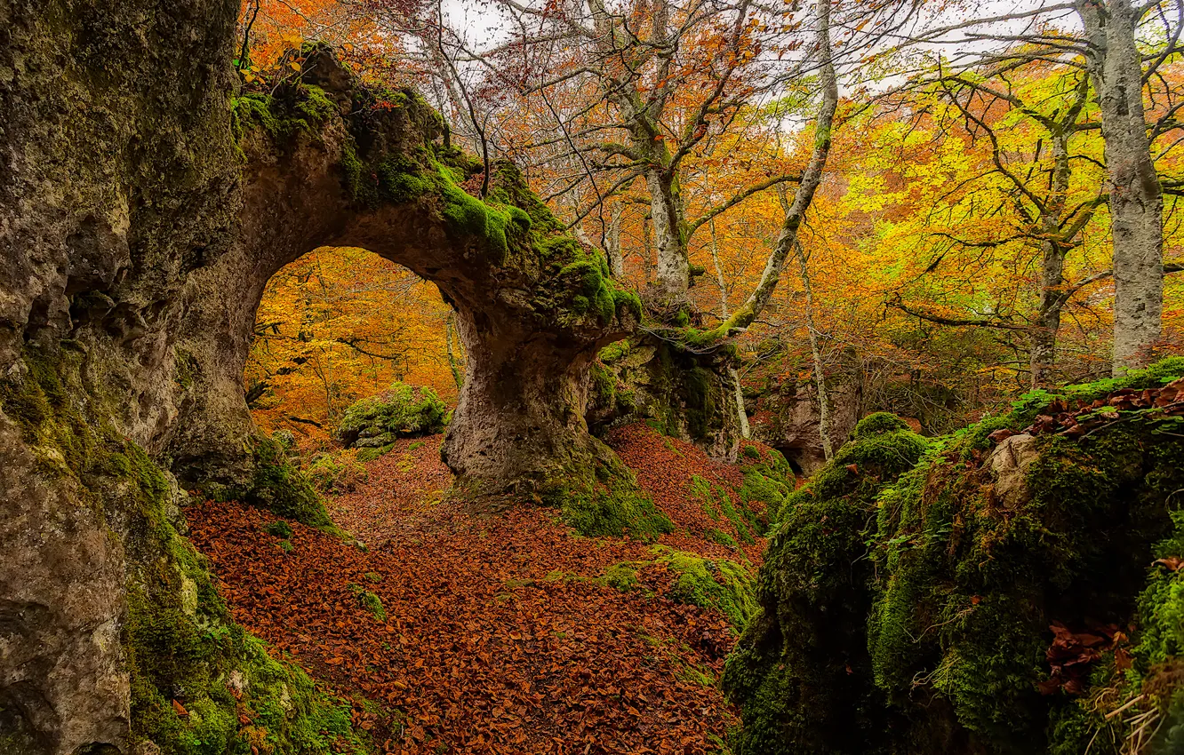 Photo wallpaper autumn, forest, leaves, trees, Spain, Basque Country, Urabain