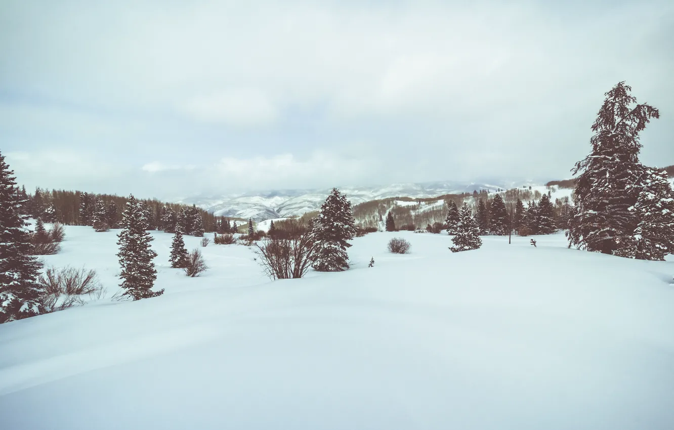 Photo wallpaper trees, winter, snow, hills