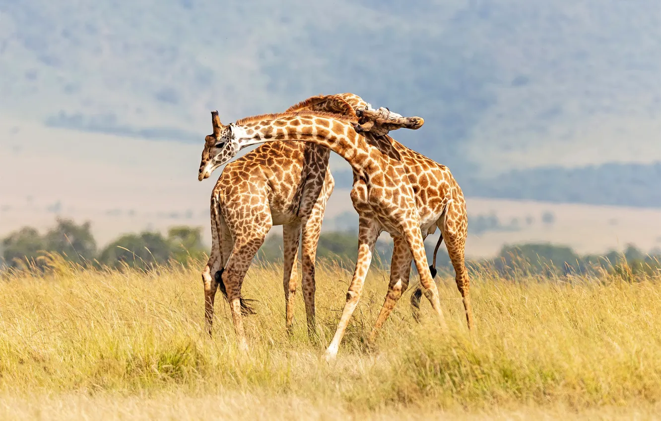 Photo wallpaper field, nature, pose, two, giraffe, pair, Savannah, Duo