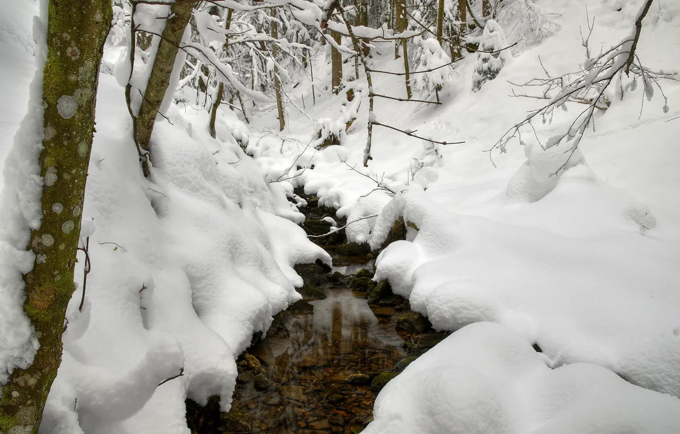 Photo wallpaper winter, snow, trees, branches, stream, the snow