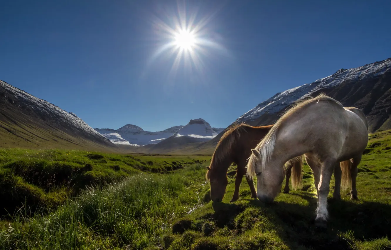 Photo wallpaper landscape, mountains, horse, morning