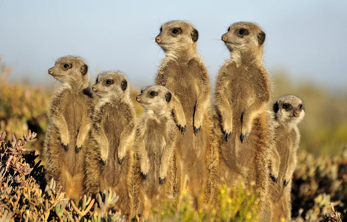 Photo wallpaper meerkats, stand, animal, family