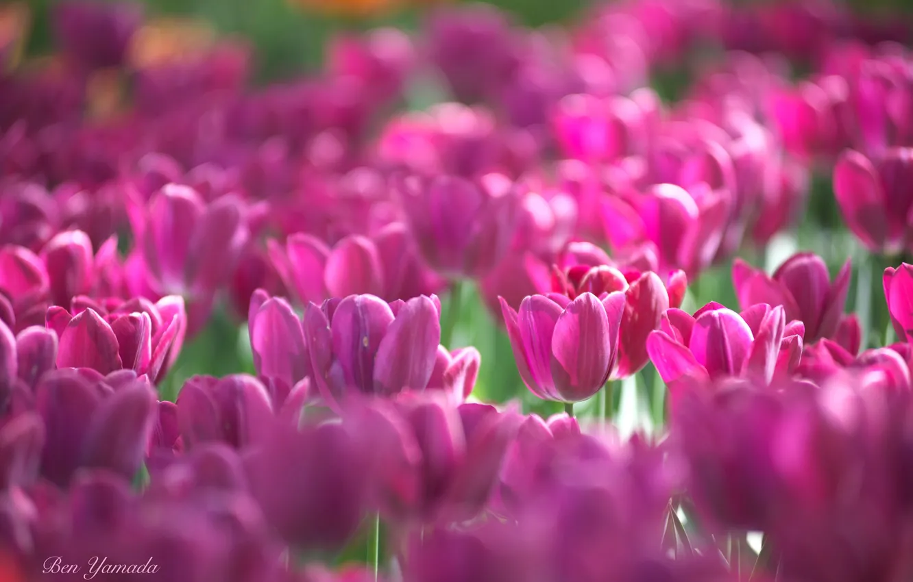 Photo wallpaper spring, tulips, I Yamada