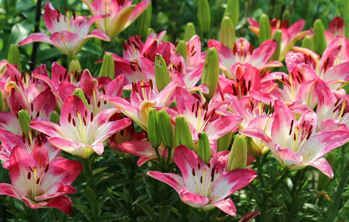 Photo wallpaper summer, flowers, nature, Lily, beauty, beautiful, flowering, cottage
