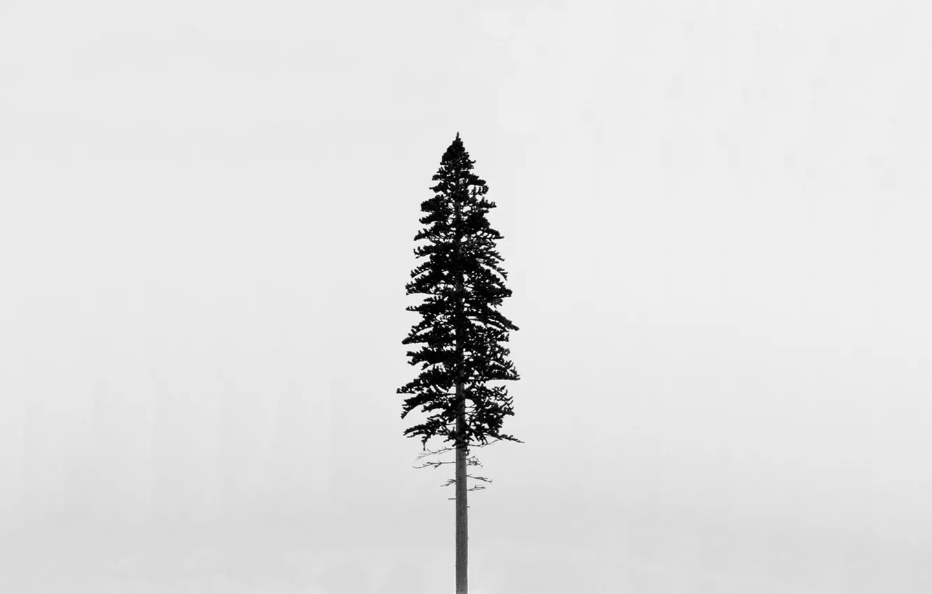 Photo wallpaper tree, Wallpaper, spruce, pine