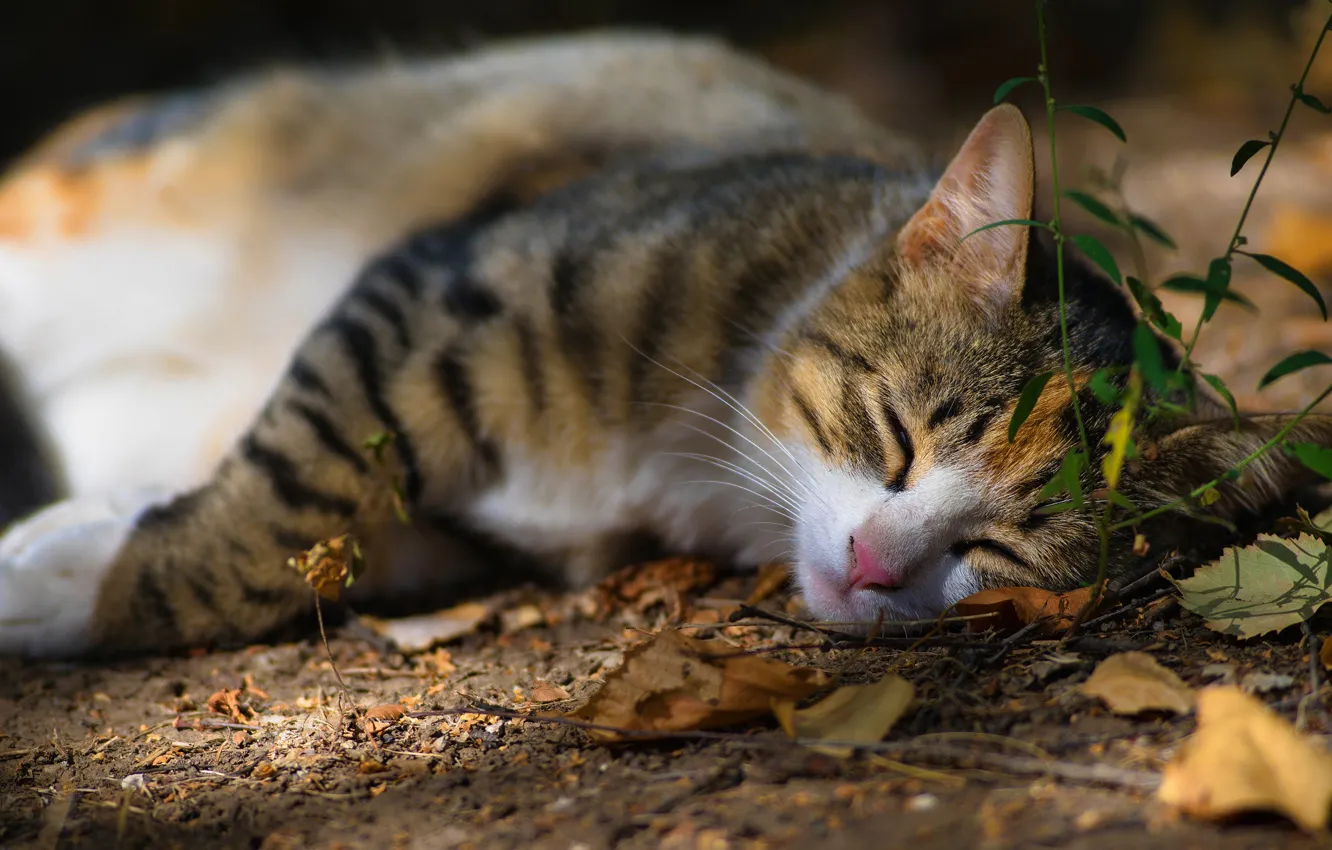 Photo wallpaper autumn, cat, grass, cat, face, leaves, light, nature