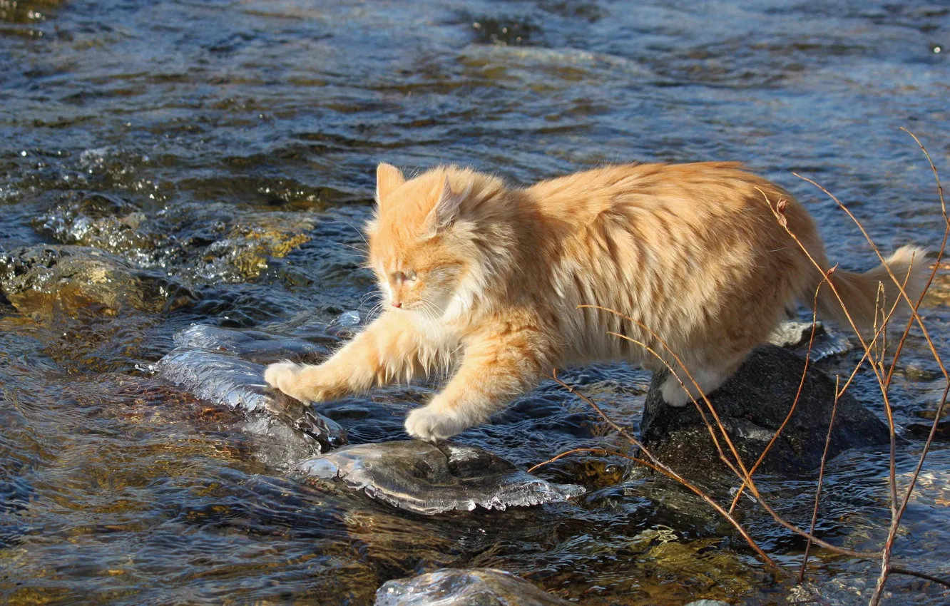 Photo wallpaper cat, water, stones, red, fearless, researcher