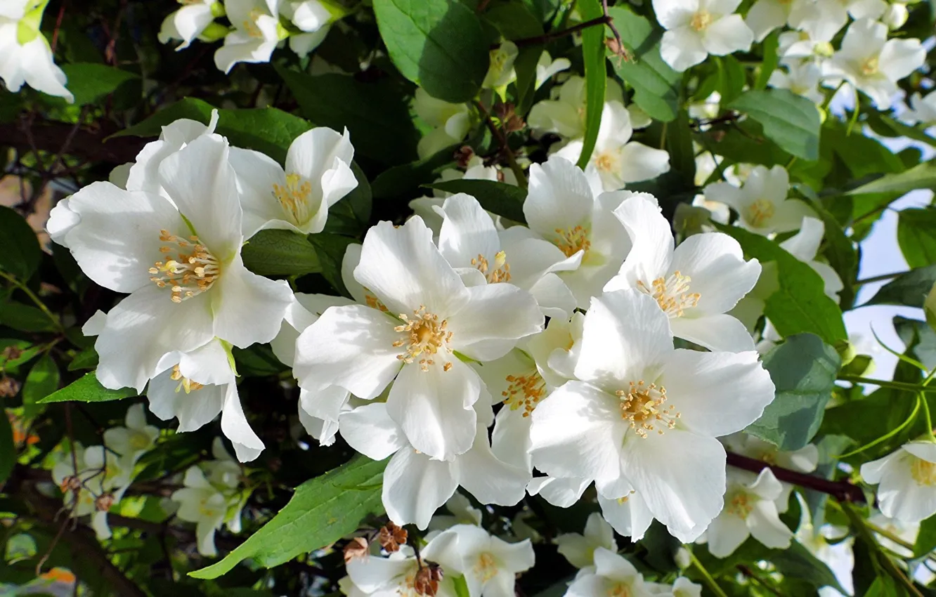 Photo wallpaper the bushes, Jasmine, the beginning of summer
