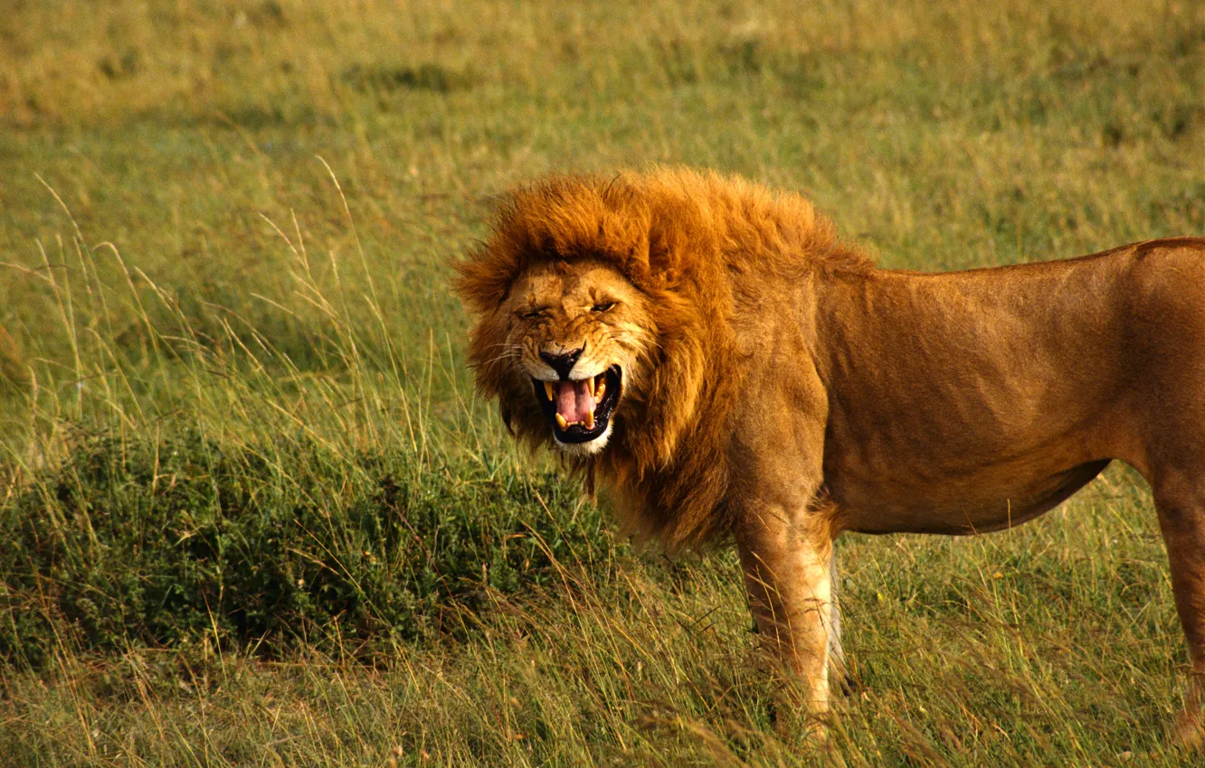 Photo wallpaper Leo, king, mouth, mane, growls