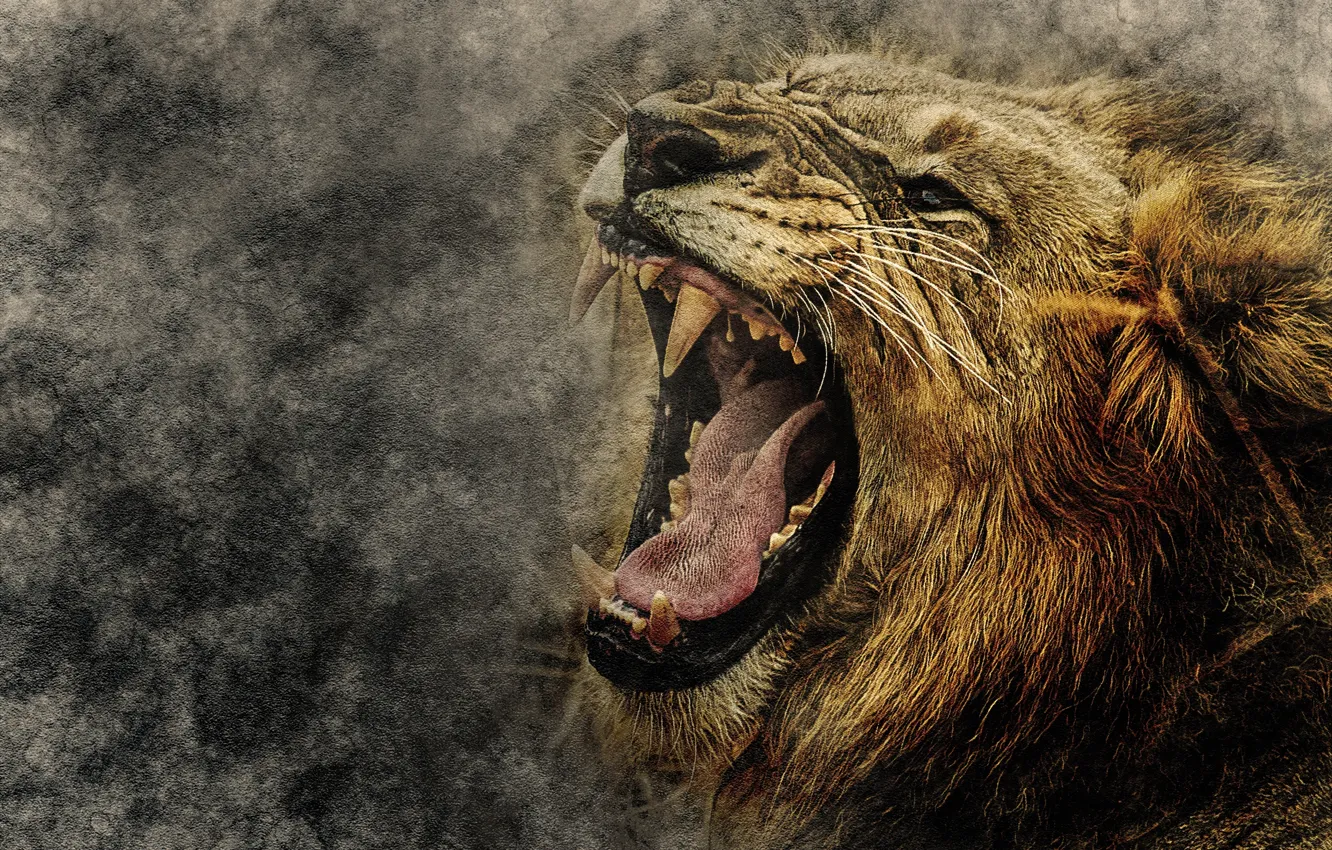 Photo wallpaper animals, art, lion, grin, muzzle