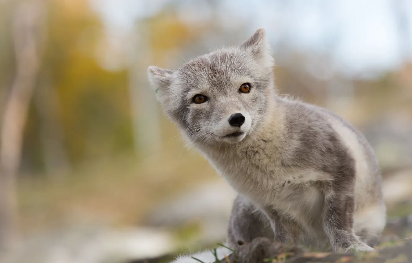 Photo wallpaper summer, Fox, Fox, Arctic