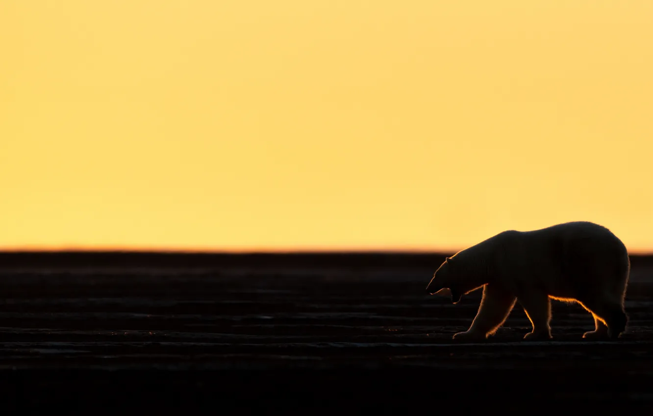 Photo wallpaper night, nature, bear