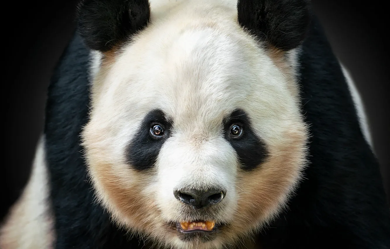 Photo wallpaper look, face, close-up, bear, Panda