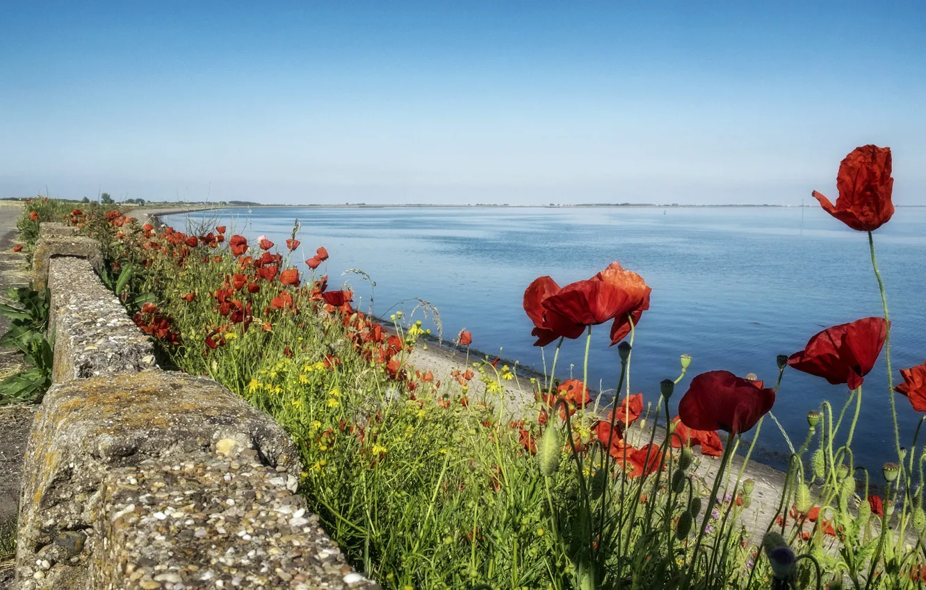 Photo wallpaper sea, beach, summer, the sky, flowers, red, blue, blue