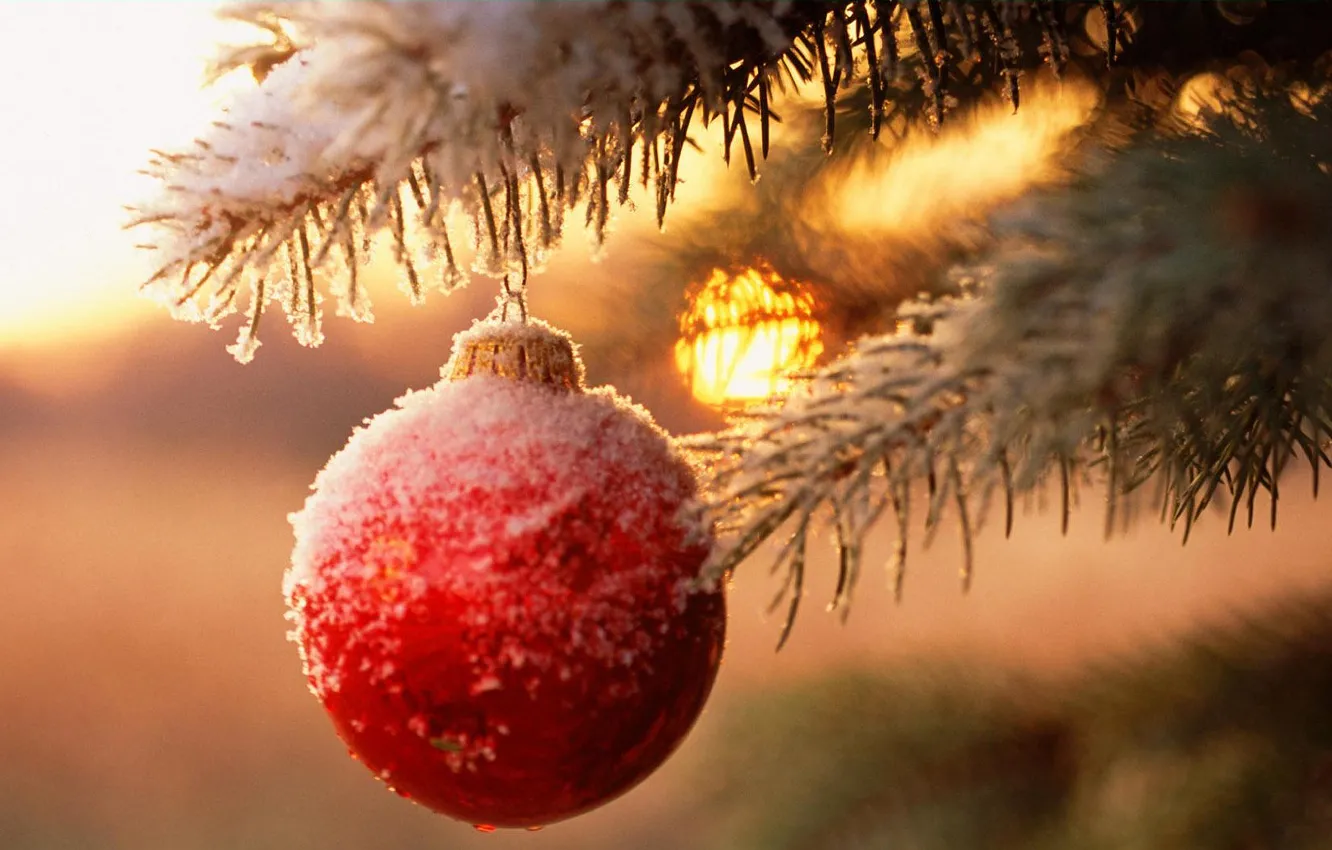 Photo wallpaper branches, balls, tree, new year