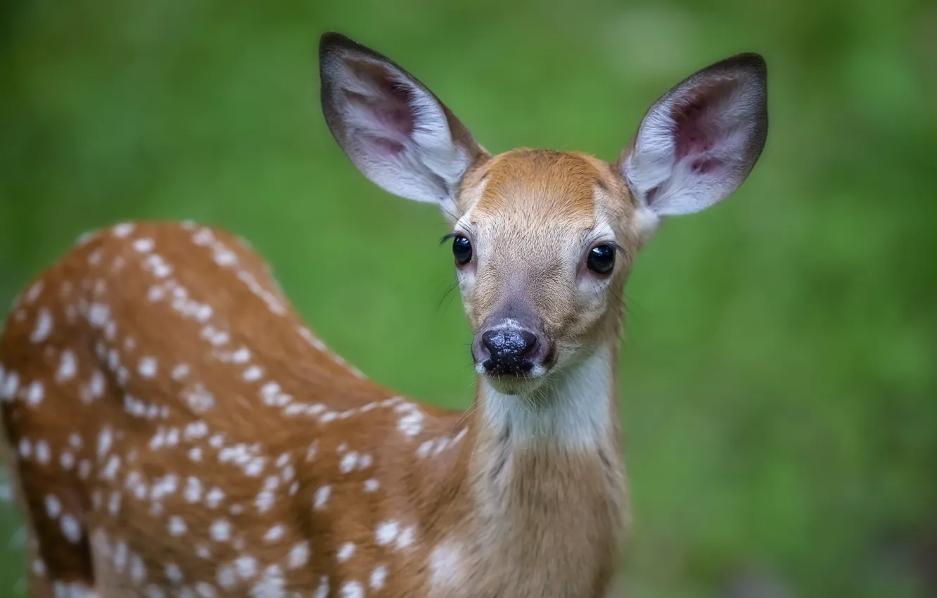 Photo wallpaper summer, nature, deer