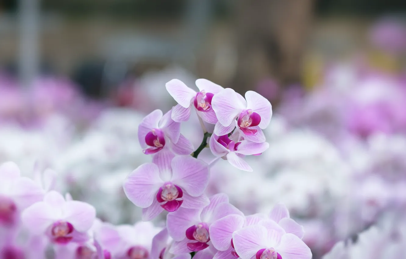 Photo wallpaper flowers, branches, Orchid