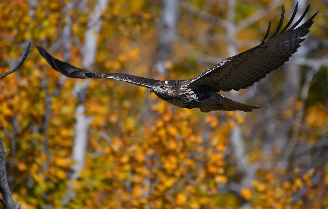 Photo wallpaper autumn, flight, bird, hawk