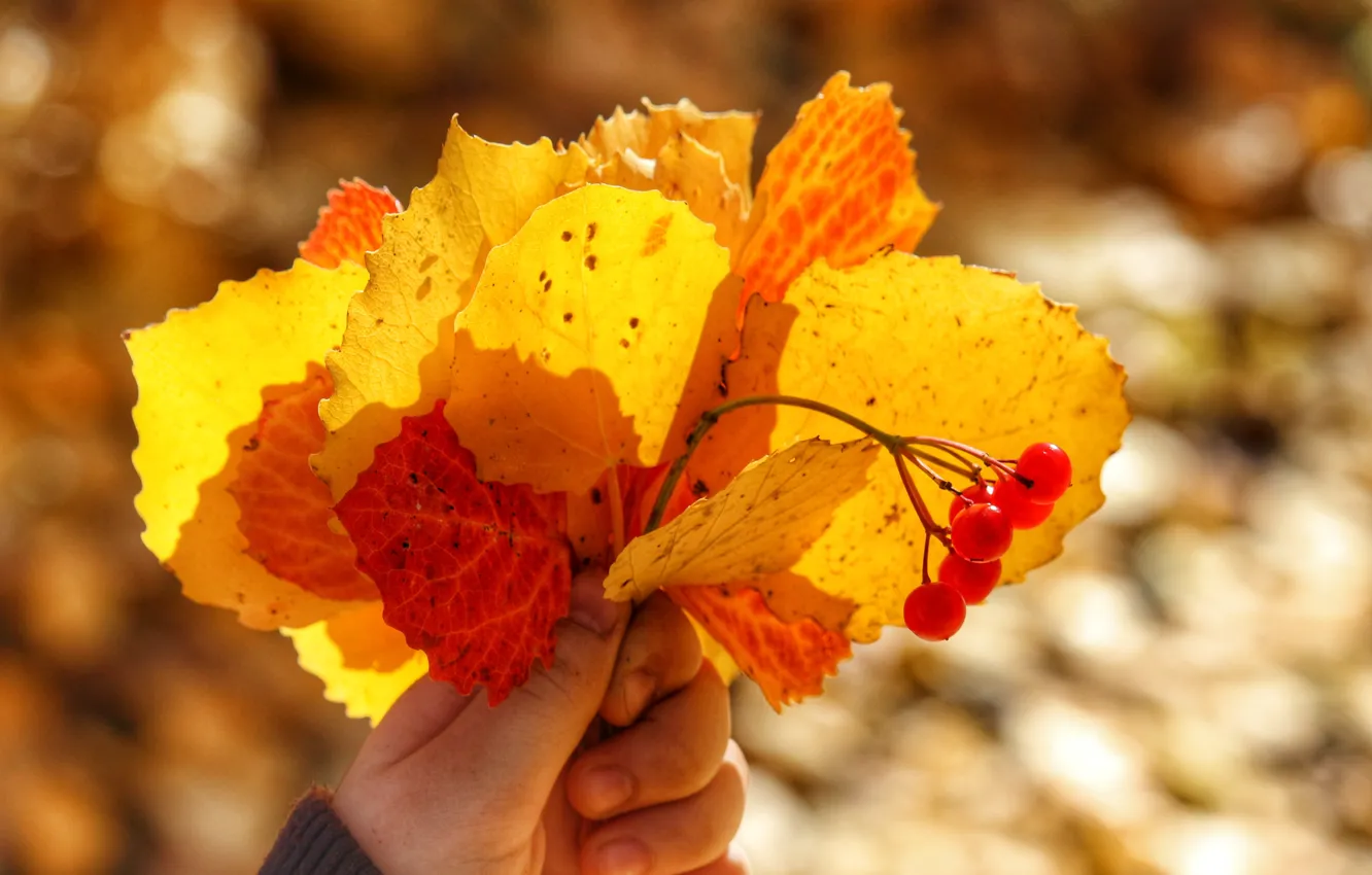 Photo wallpaper autumn, leaves, yellow