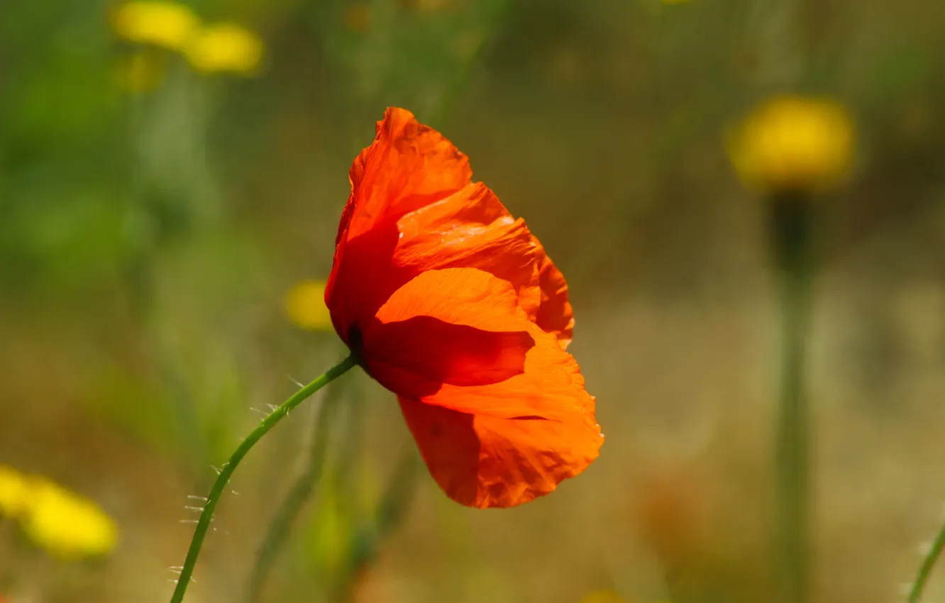 Photo wallpaper red, flower, poppy