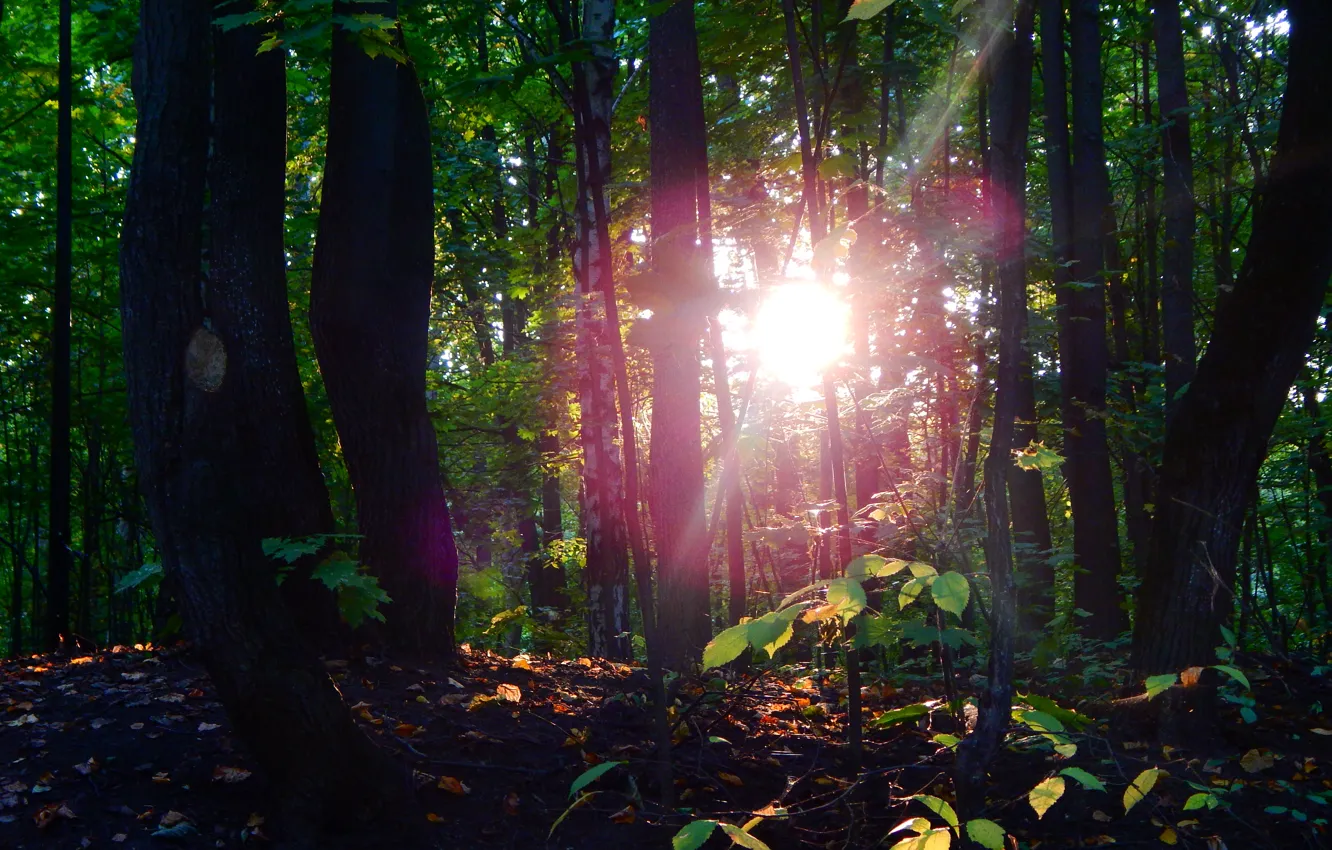 Photo wallpaper forest, leaves, the sun, nature