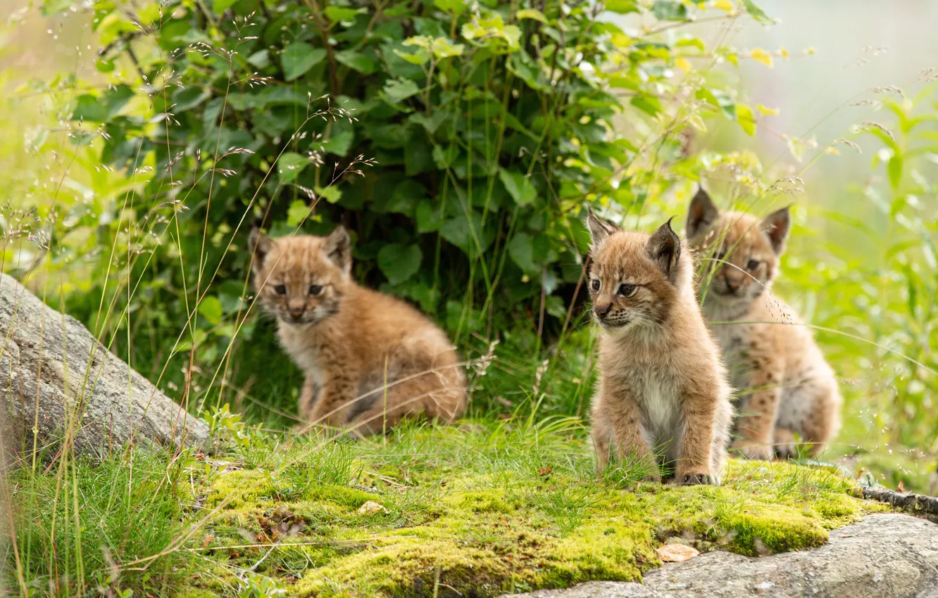 Photo wallpaper grass, nature, kids, lynx, trio, lynx, the lynx
