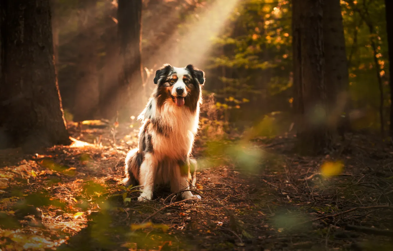 Photo wallpaper autumn, forest, look, each, dog