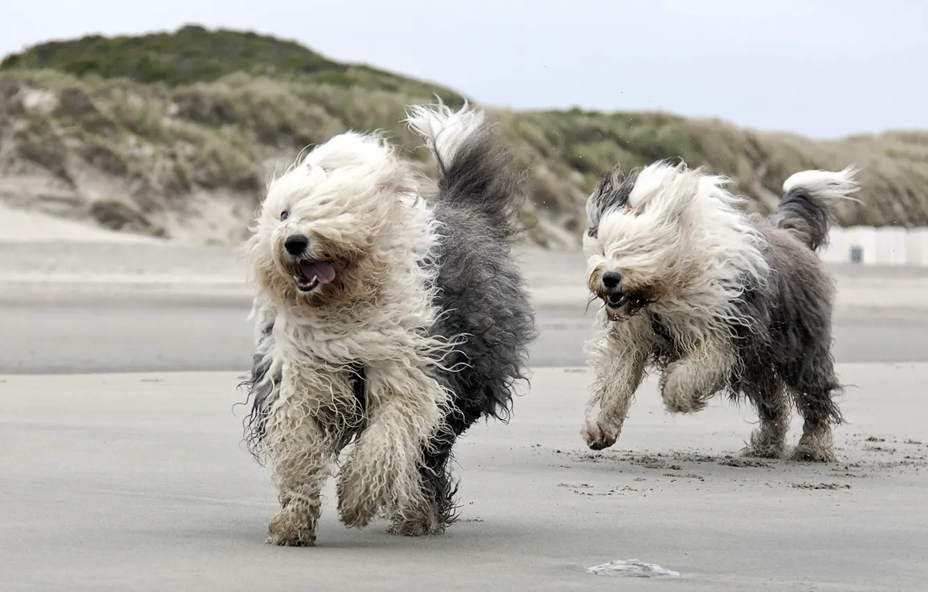 Photo wallpaper beach, dog, running