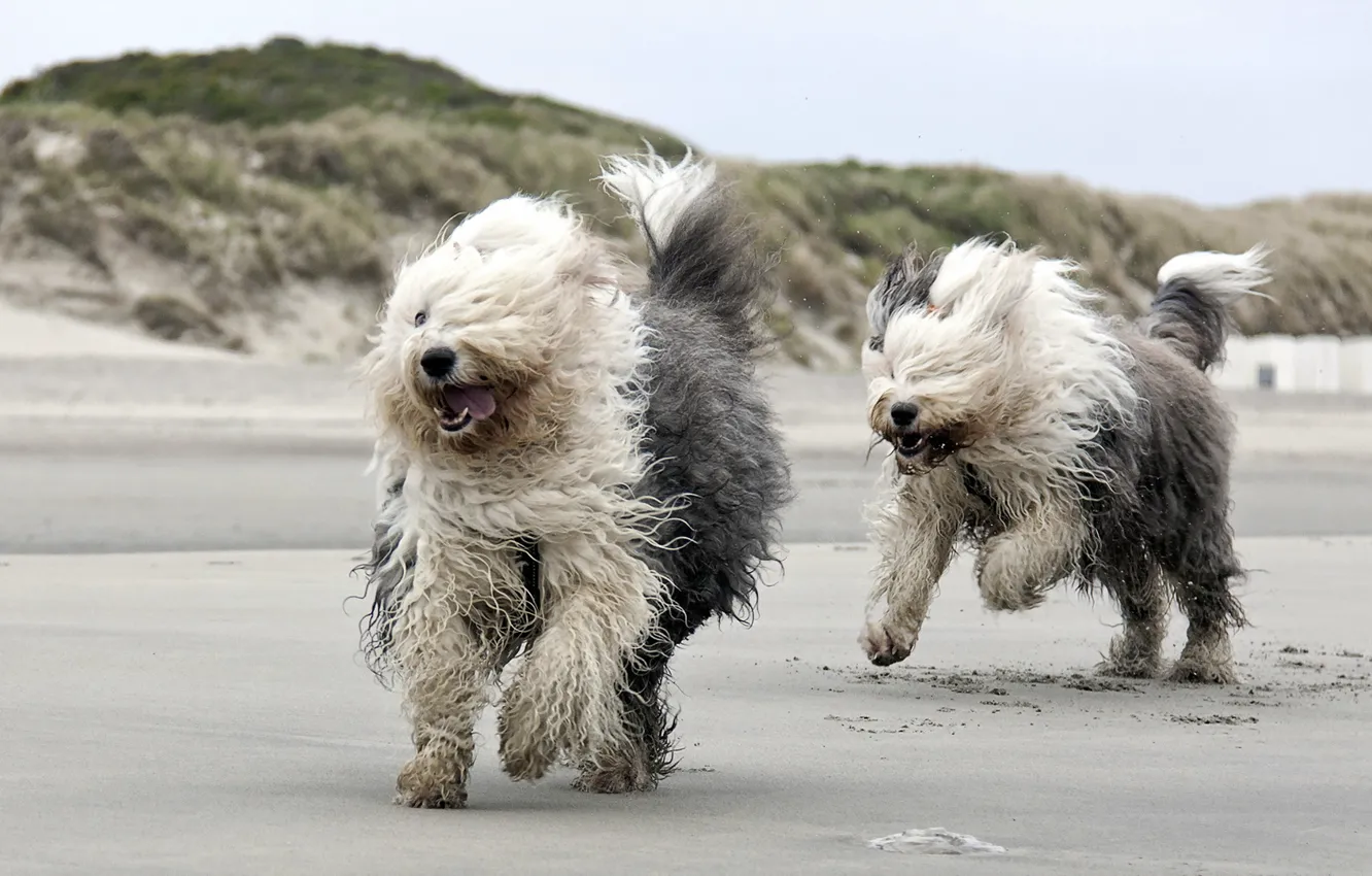 Photo wallpaper dogs, beach, running