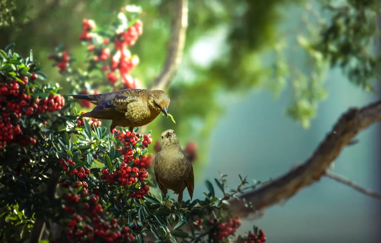 Photo wallpaper leaves, trees, caterpillar, branches, nature, berries, bird, pair
