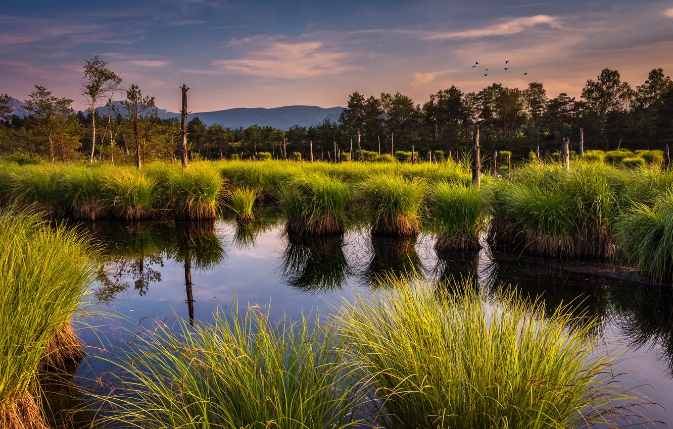 Photo wallpaper greens, forest, the sky, grass, light, trees, mountains, pond