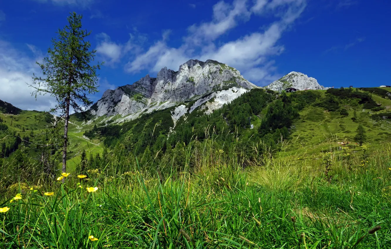 Photo wallpaper grass, landscape, mountains, nature, tree